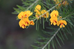 Dillwynia elegans Red Rocks Sept '10 IMG_3963[1]