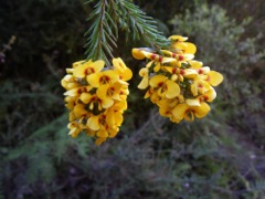 Dillwynia floribunda Dalpura '10 DC06[1]