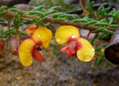Dillwynia phylicoides (AF) Gardens o Stone Oct '09  AC48[1]