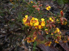 Dillwynia phylicoides (AF) Gardens o Stone Oct '09  AC51[1]