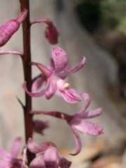 Dipodium roseum Coorongooba Dec '04 IMGP4087[1]