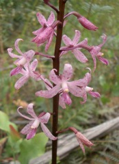 Dipodium roseum Rocky Creek '05 IMGP4210[1]