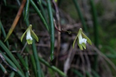 Dockrillia (Dendrobium) striolata V o t Waters Oct '10 IMG_0692[1]