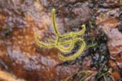 Drosera binata BGF Sept '10_3382[1]