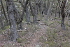 Eucalyptus seiberi Kowmung Oct '10 PBT16[1]