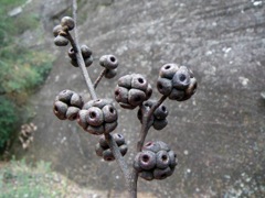 Eucalyptus sp. (stringybark) Coorongooba Eas '09  E38[1]