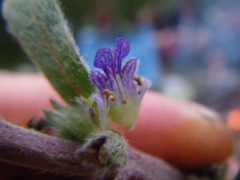 Ajuga australis (RTM) Kowmung R '09  PBT089[1]