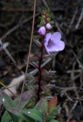 Euphrasia collina (AF) V o t Waters ct '10 IMG_0703[1]
