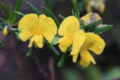 Gompholobium latifolium (AF) V o t Waters Oct '10 IMG_0418[1]