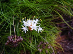 Allania endlicheri Bowens Nov '07  IMGP5289[1]