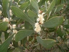 Hakea laevipes H i t Wall Dec '04IMGP4036[1]