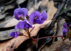 Hardenbergia violacea Kowmung Oct '10 PBT26[1]