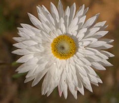 Helichrysum sp. Rocky Creek '05 IMGP4222[1]