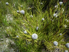 Isopogon anemomifoliusYileen '09  Y05[1]