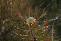 Isopogon anemonifolius Dalpura '09  DC61[1]