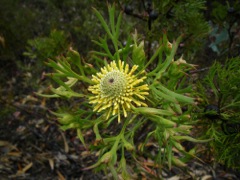Isopogon anemonifolius Gardens o Stone '09  AC49[1]