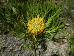 Isopogon anemonifolius Yileen '09  Y01[1]