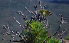 Isopogon anethifolius Blue Breaks '01 22[1]