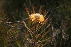 Isopogon fletcheri Dalpura '09 DC60[1]