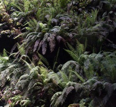 Leptopteris fraseri Bowens South Dec '05  IMGP0465[1]