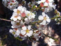 Babingtonia (Baeckea) densiflora (AF) Coorongooba Dec '07  IMGP6082[1]