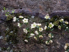 Leptospermum macrocarpum Dalpura  '05 IMGP0137[1]