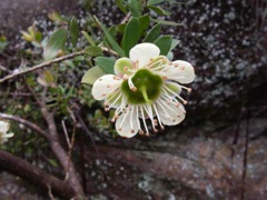 Leptospermum macrocarpum Dalpura '05 IMGP0131[2]