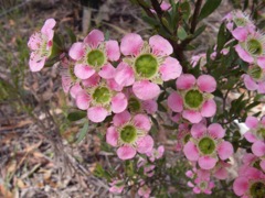 Leptospermum sphaerocarpum Luna Park '05  IMGP0595[1]