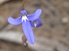 Lobelia dentata Rocky Creek '05 IMGP4198[1]