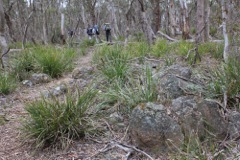 Lomandra longifolia Kowmung Oct '10 PBT11[1]