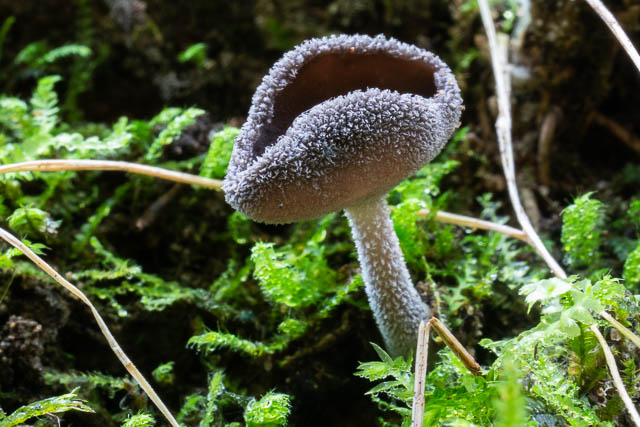 Fungi in the Lane Cove Valley – 29 April 2019 | David Noble Blog